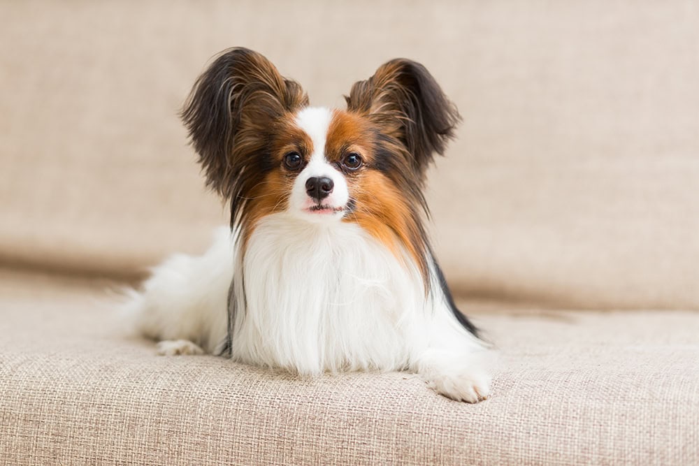 55 Velcro Dog Breeds That Will Never Leave Your Side With Info Pictures Hepper