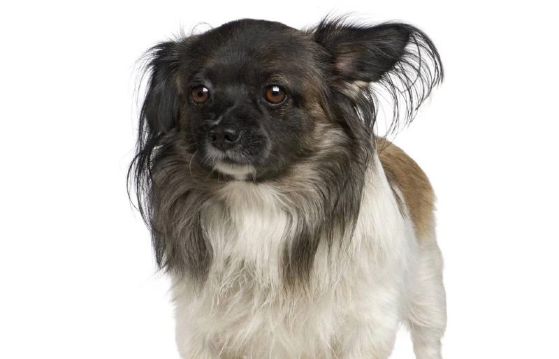 peke-a-pap (papillon and pekingese mix)