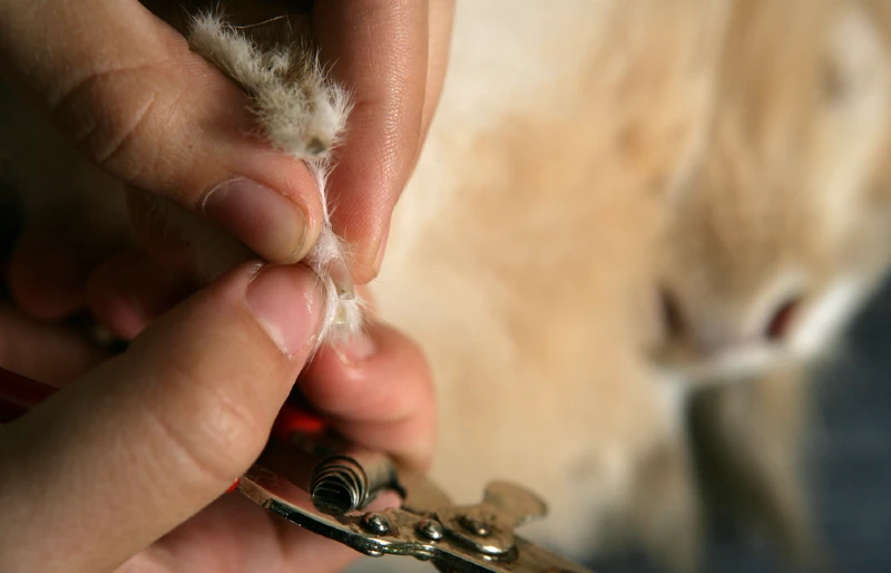 person checking a rabbit's nails after trimming