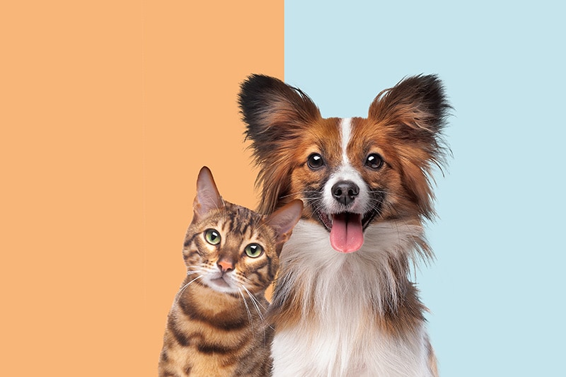 portrait of a cat and dog