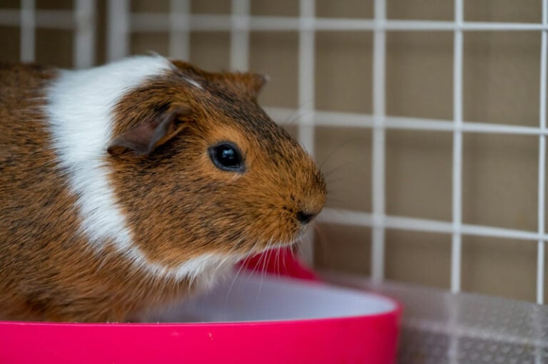 How to Potty Train Guinea Pigs Guide, Benefits, & Tips Hepper