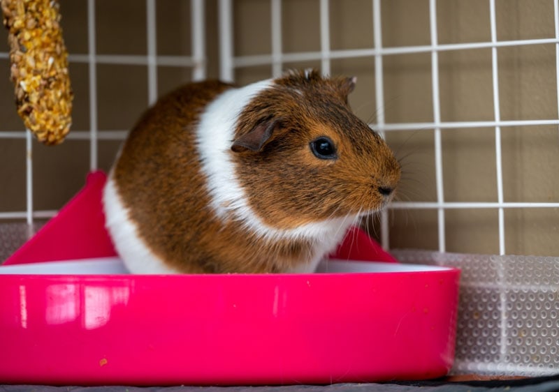 potty trainer guinea pig sitting on litter tray in the corner