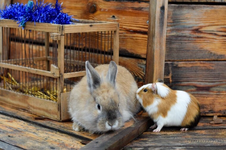 Can Rabbits & Guinea Pigs Live Together? Important Housing Facts Hepper