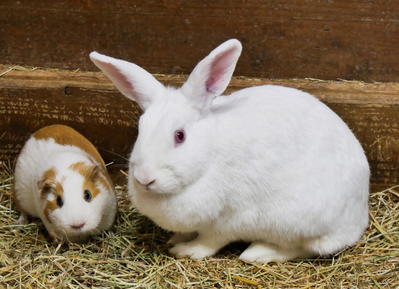 rabbit and guinea pig together