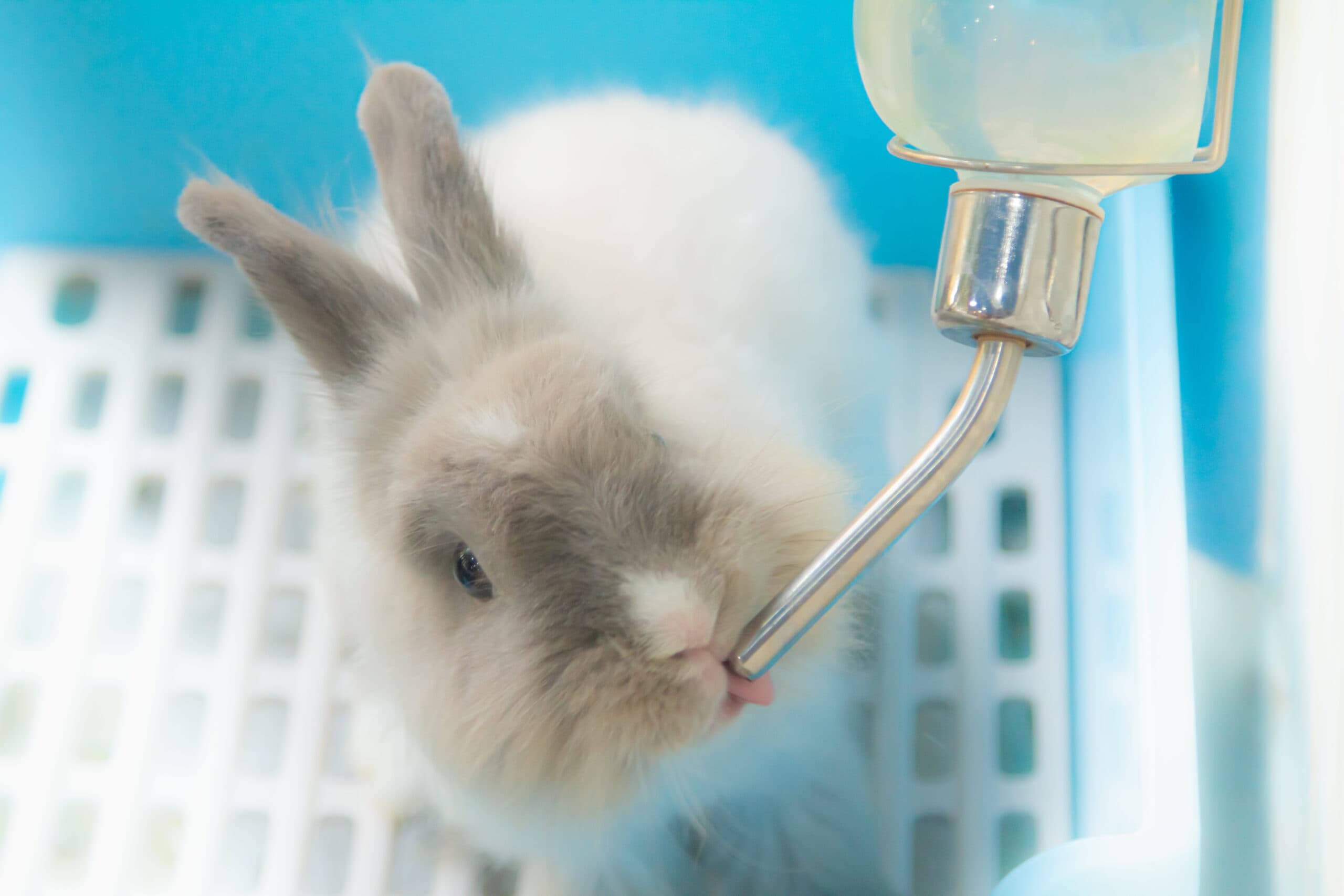 Little cute rabbit drinking water.