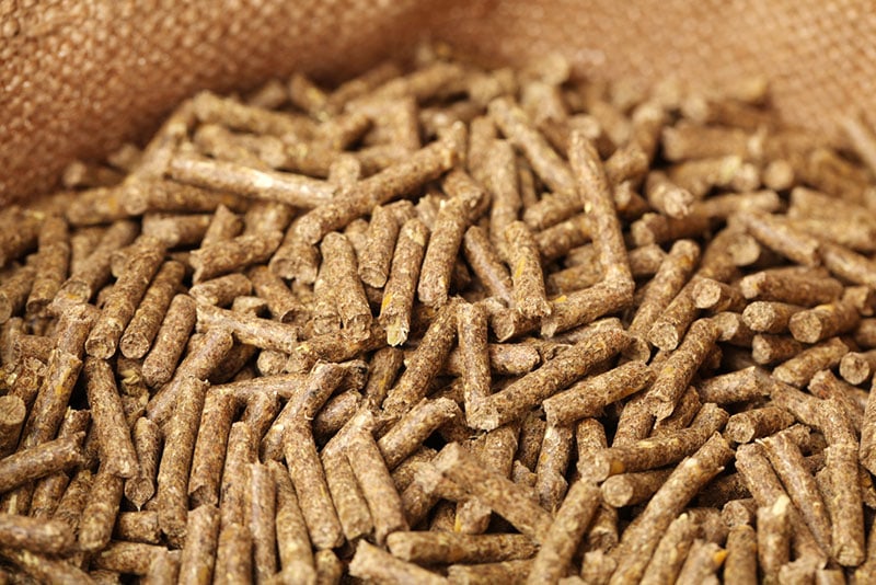 Can Guinea Pigs Eat Rabbit Food? VetApproved Safety Concerns & FAQ Hepper