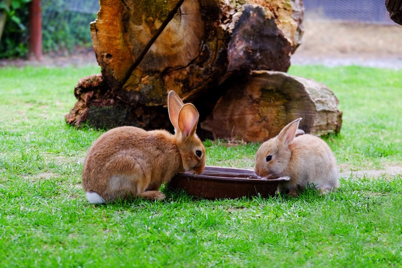 rabbits drinking water from a bowl