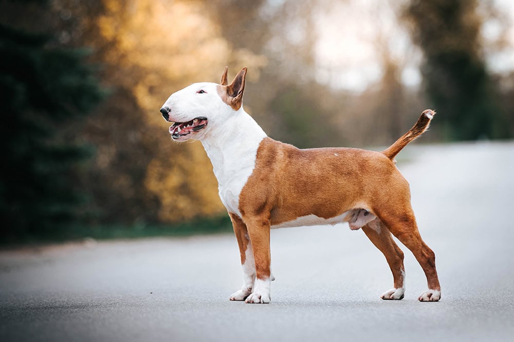 red and white bull terrier dog