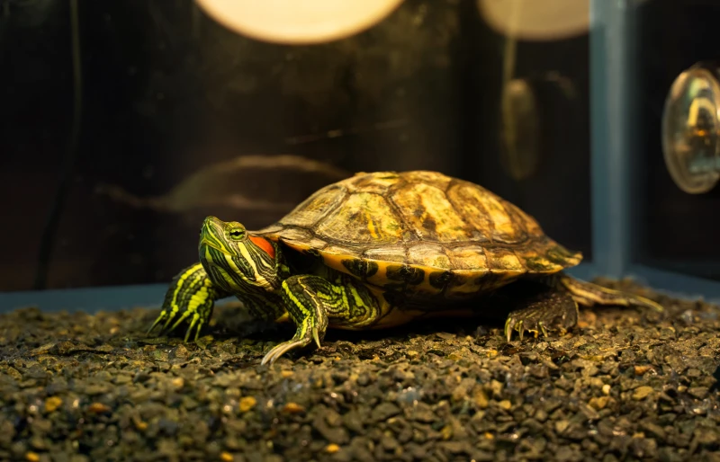 red-eared turtle in a home terrarium sitting under a heat lamp