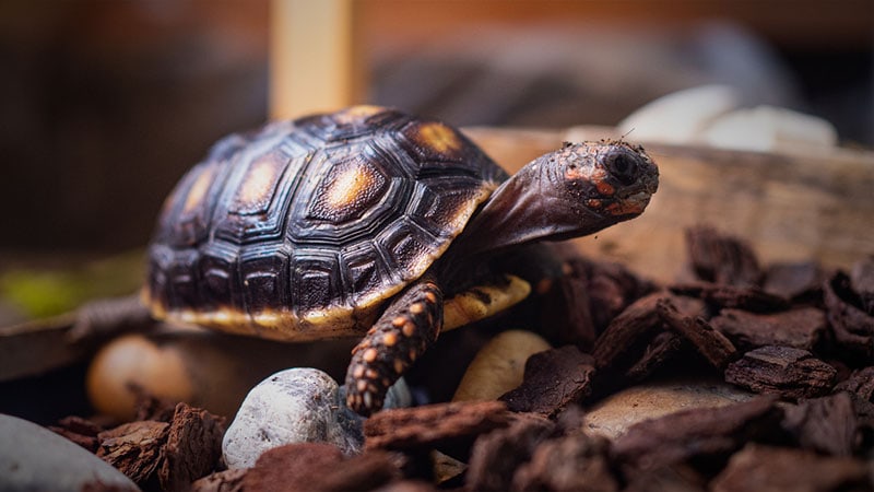 red-footed tortoise in the enclosure