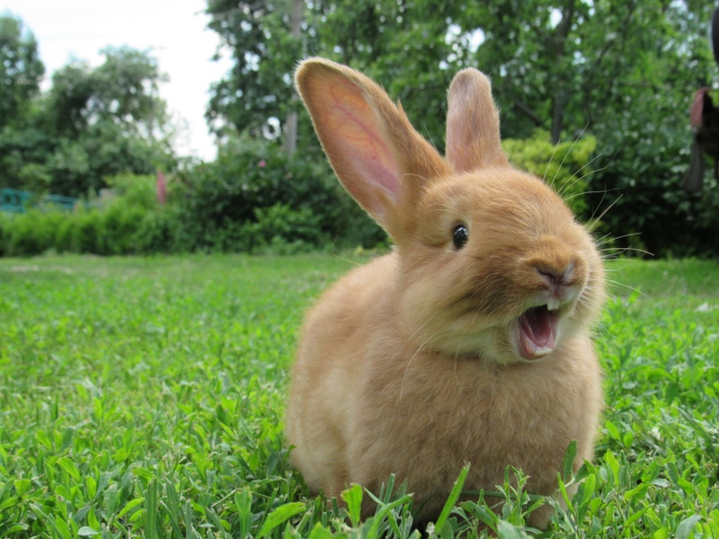red rabbit on green grass