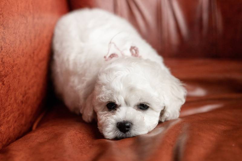 sad white Bichon Frise puppy lies on the sofa looking sad