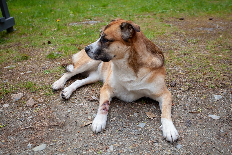 Saint Bernard Husky mix dog with hot spot on its leg