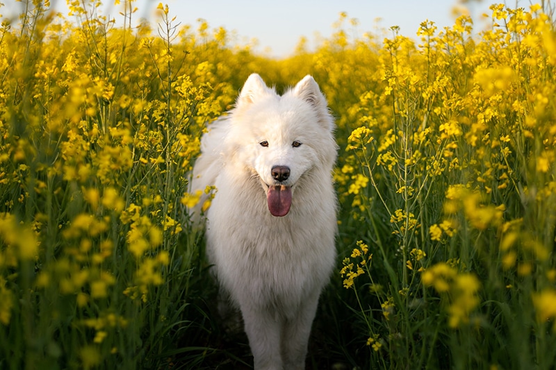 samoyed dog in the middle of a flower field