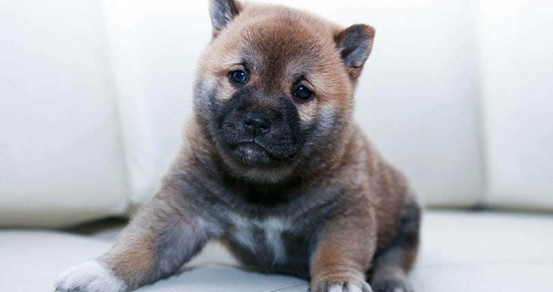 sarabi puppy sitting on the sofa