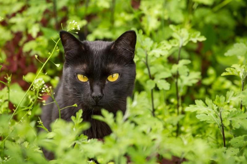 serious bombay black cat portrait with yellow eyes