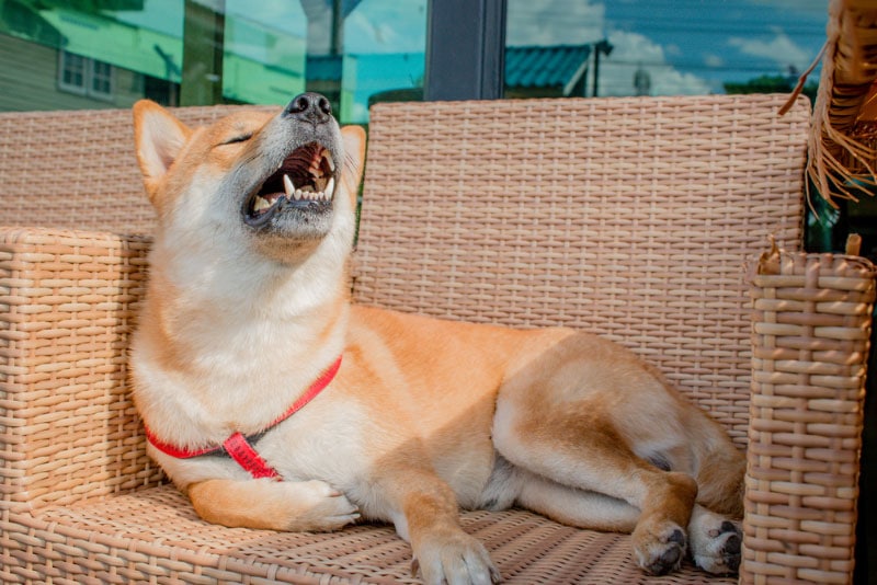 shiba inu dog sneezes on the chair outdoor