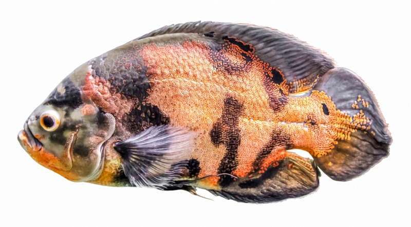 side view of an oscar fish