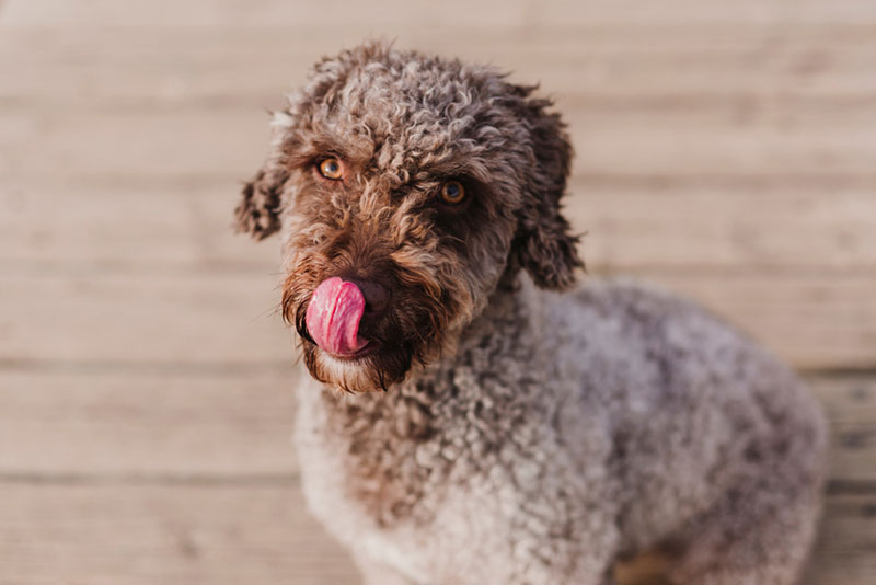 spanish water dog sitting on wooded floor licking its mouth