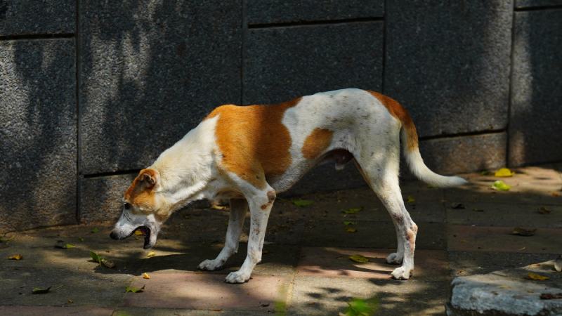 street dog suffering from vomiting