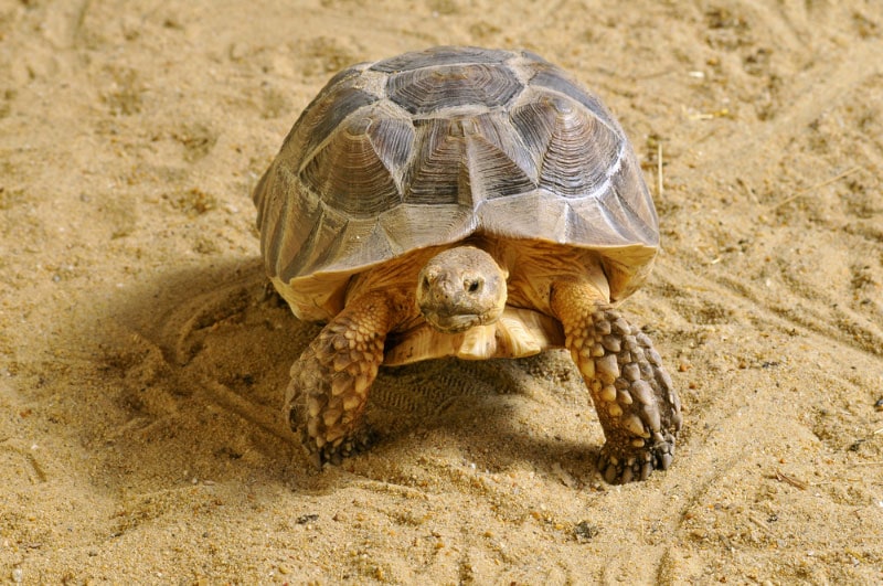 sulcata tortoise walking on sand