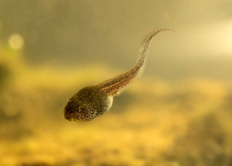 tadpole swimming downwards
