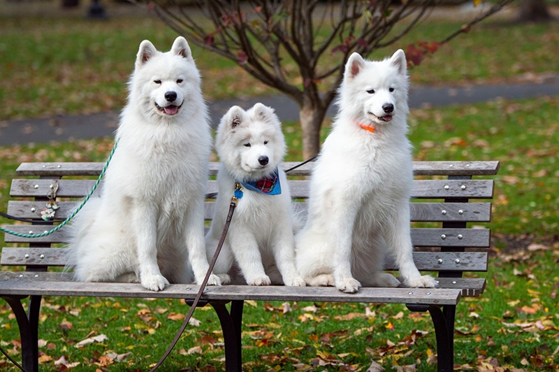 three samoyed dogs sitting on the bench at the park
