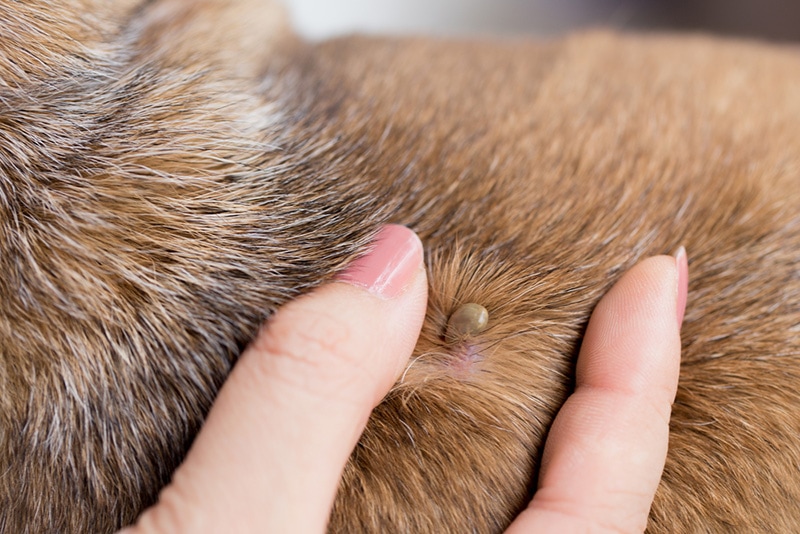 tick on the dog