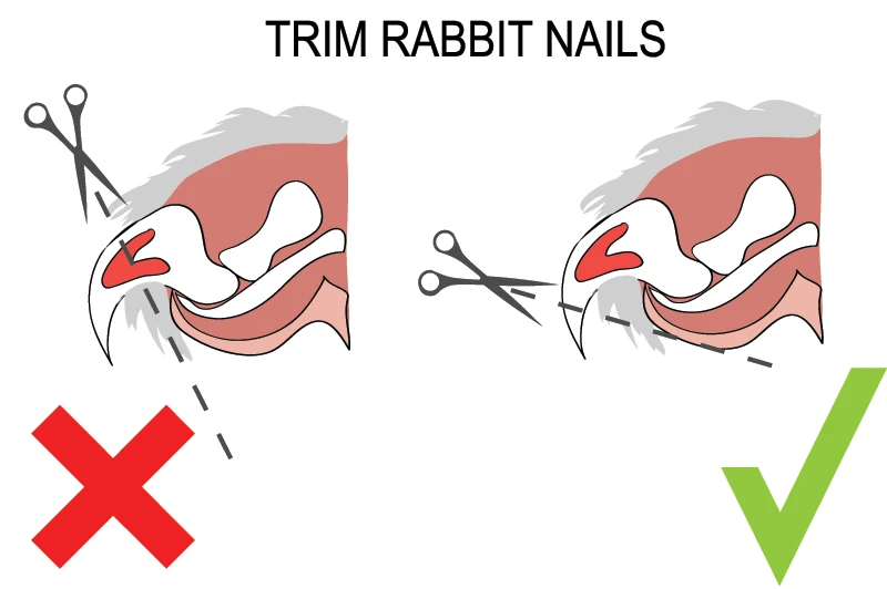 trim rabbit nails the right way