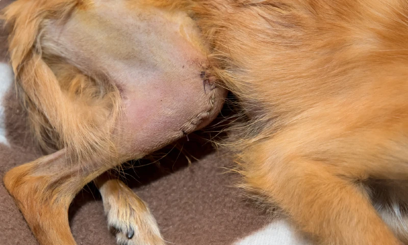 trochleoplasty or bone reconstruction of patellar luxation in chihuahua dog