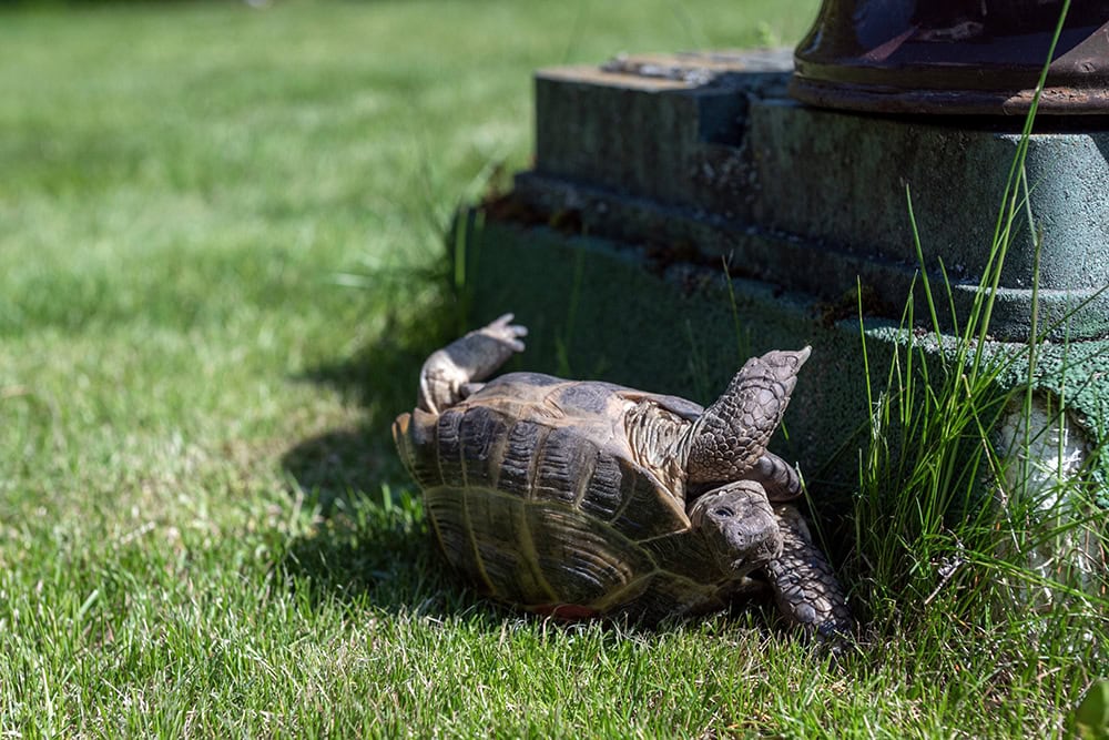 turtle falls on the grass upside down