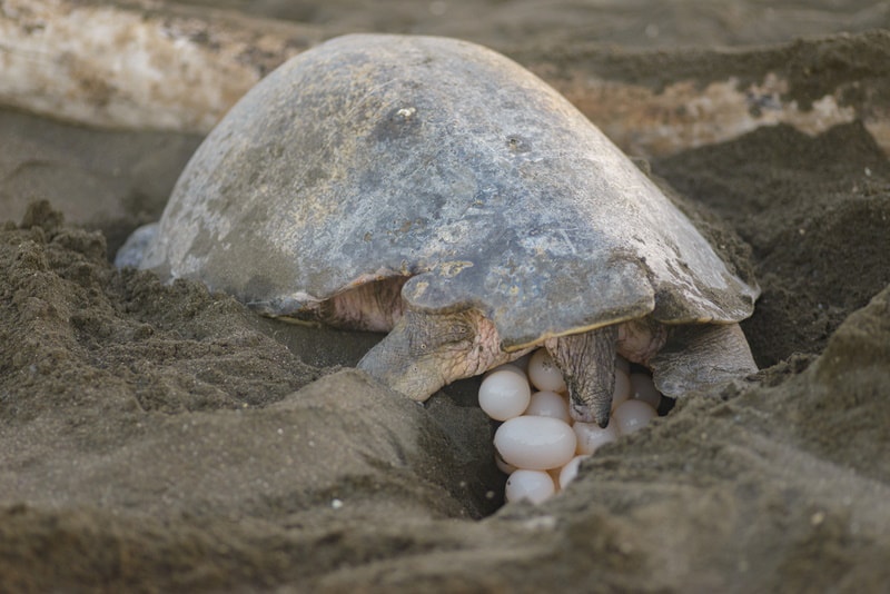 When Do Turtles Lay Eggs? Month & Time of Day Hepper
