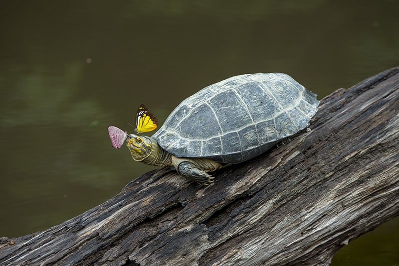 turtle lying on timber