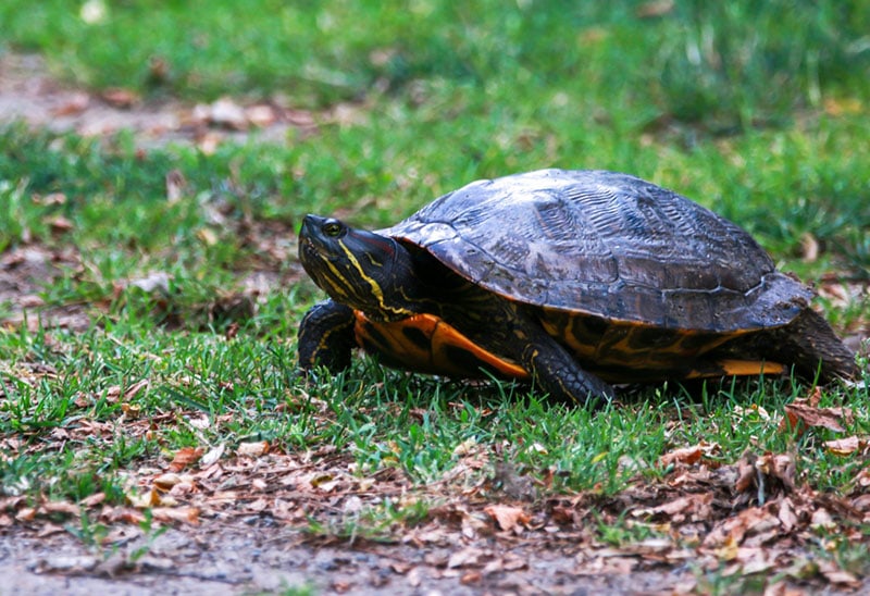 turtle on the grass