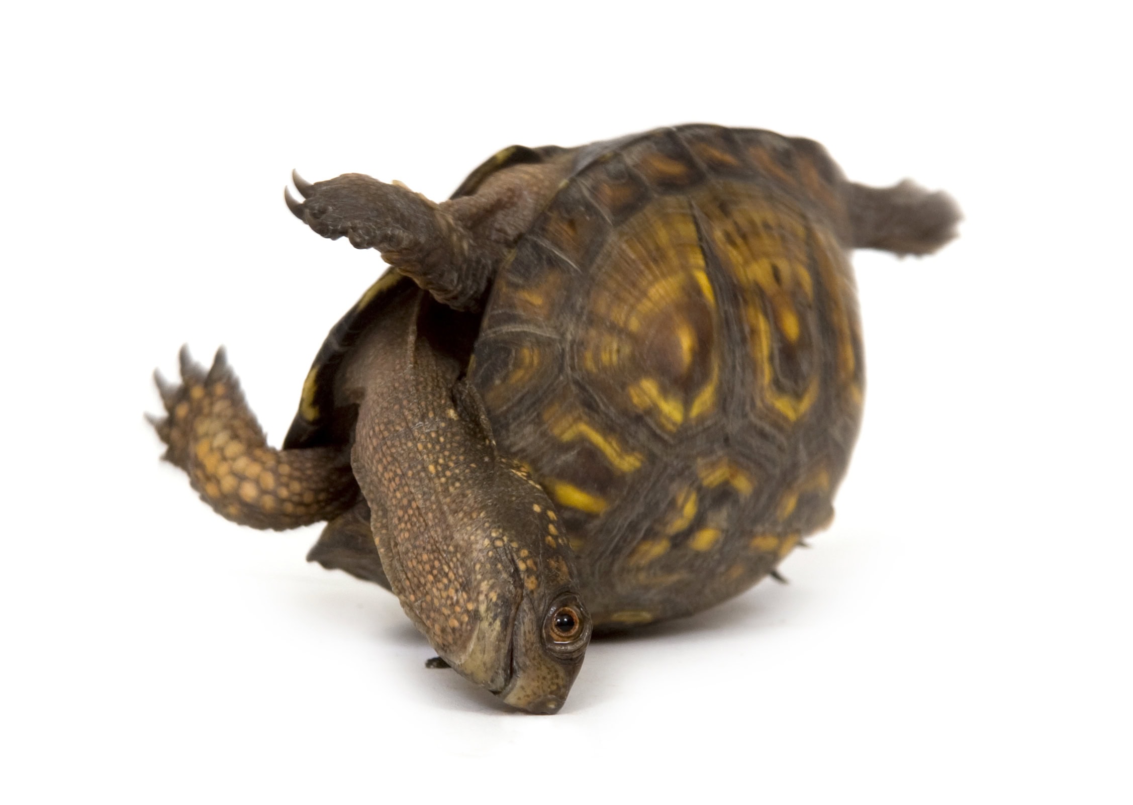 turtle trying to flip back