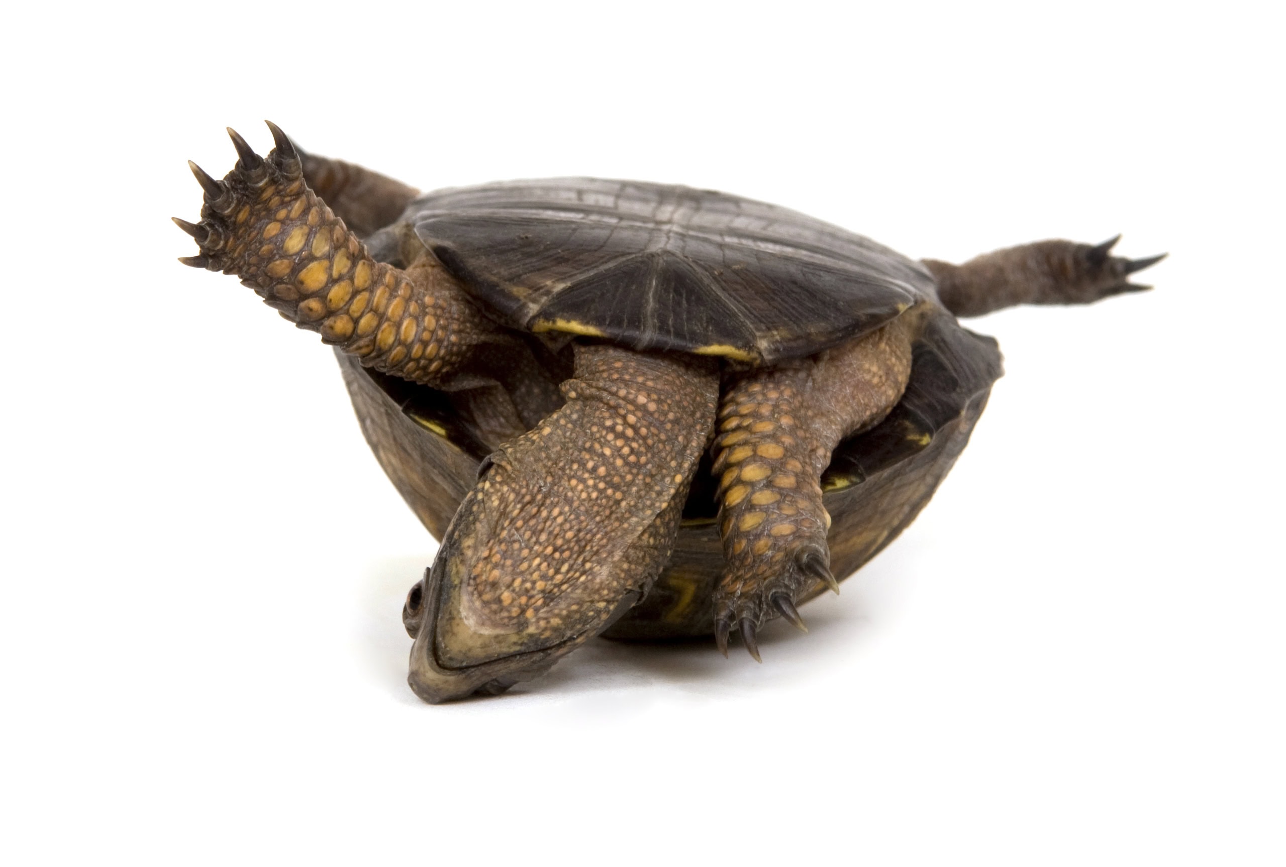 turtle upside down