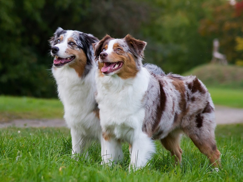 two australian shepherd dog in the grass