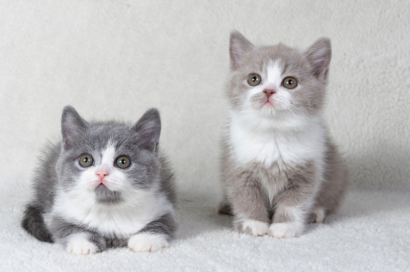 two cute kittens sitting next to each other