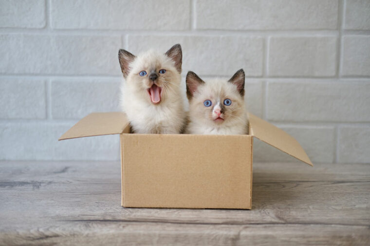 230+ Brother & Sister Cat Names for Sibling Cats Hepper