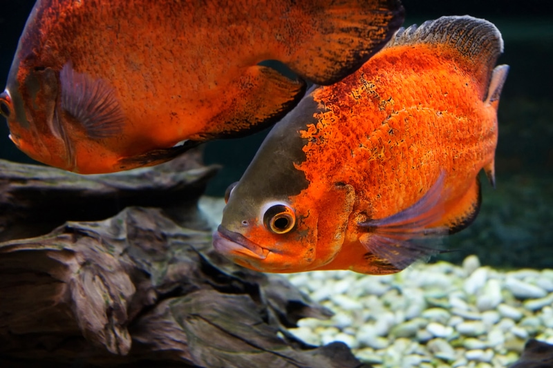 two oscar fishes in the tank