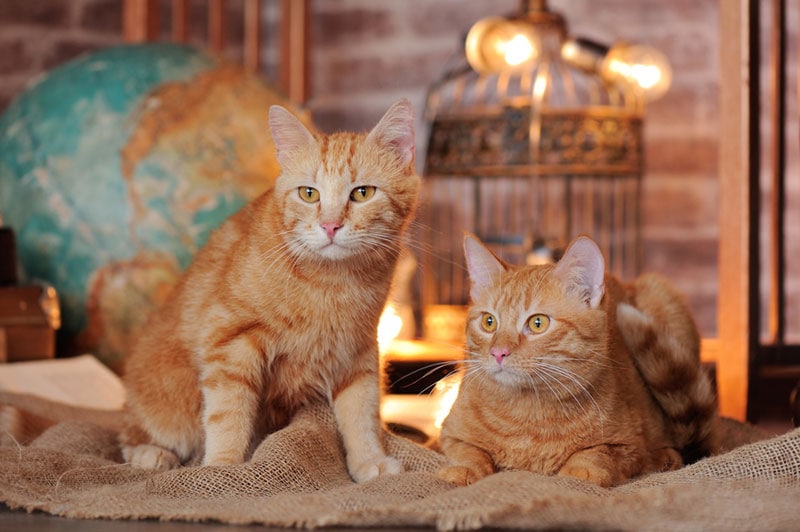 two tabby cats in the room full of travel accessories_Kasefoto_Shutterstock