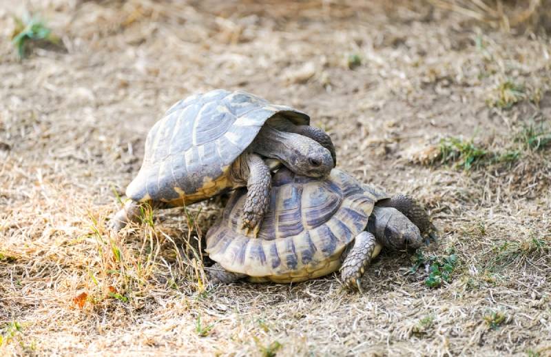 two turtles mating in the wild