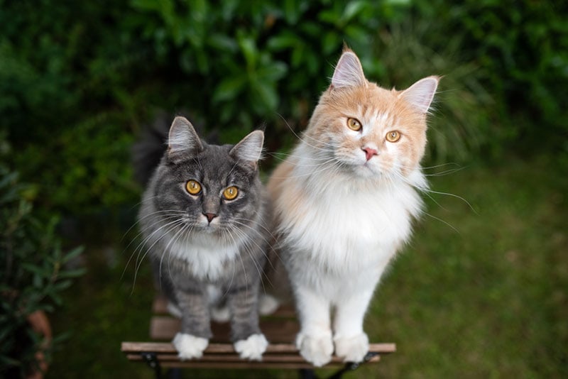 two young curious maine coon cats standing on wooden garden chair two young curious maine coon cats standing on wooden garden chair