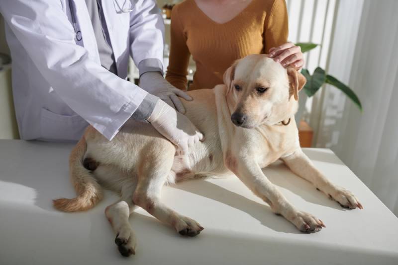 vet checking a dog's stomach at his clinic