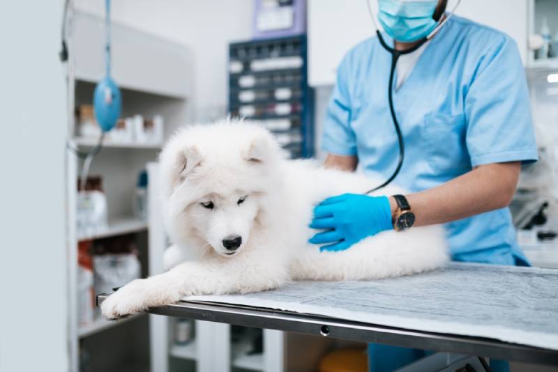 vet checking a samoyed's heartbeat