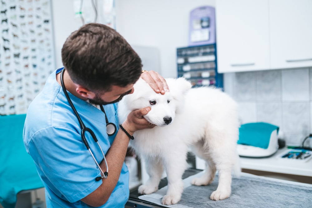 vet checking samoyed dog's eyes