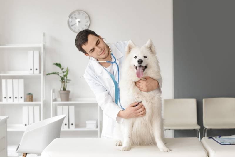 vet examining a samoyed dog