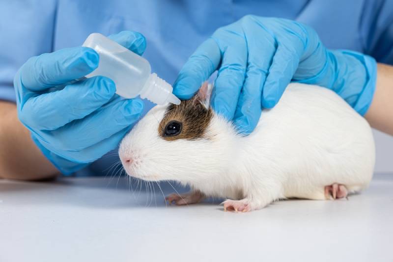 vet treating a guinea pig's eye