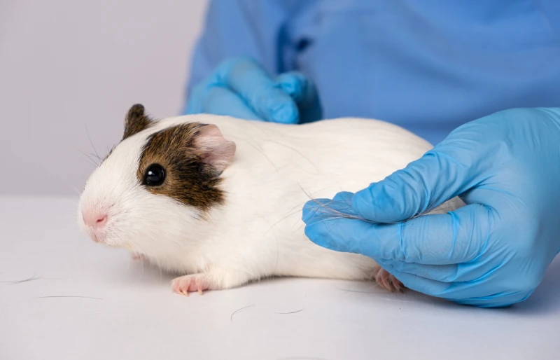 veterinarian examining a guinea pig