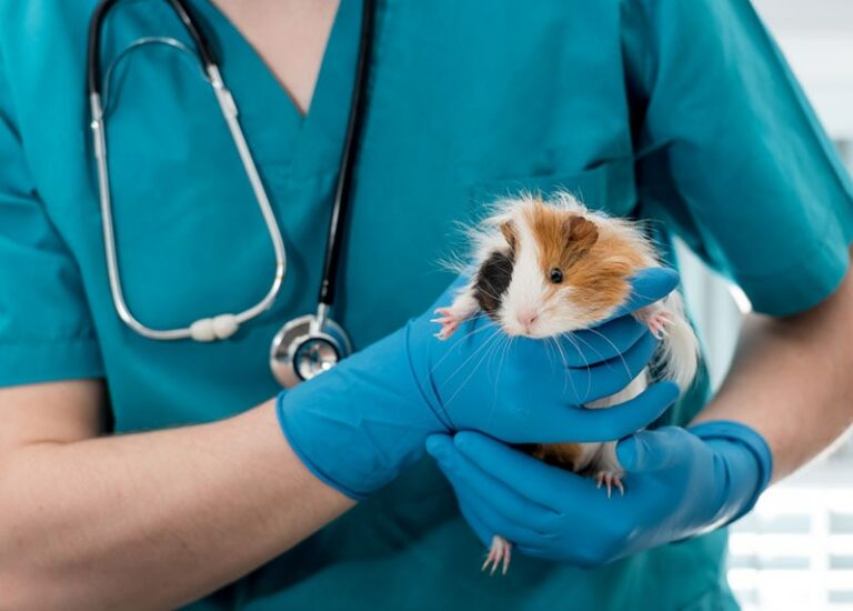 Guinea Pig Eye Infection VetApproved Signs, Causes, & Treatment Hepper